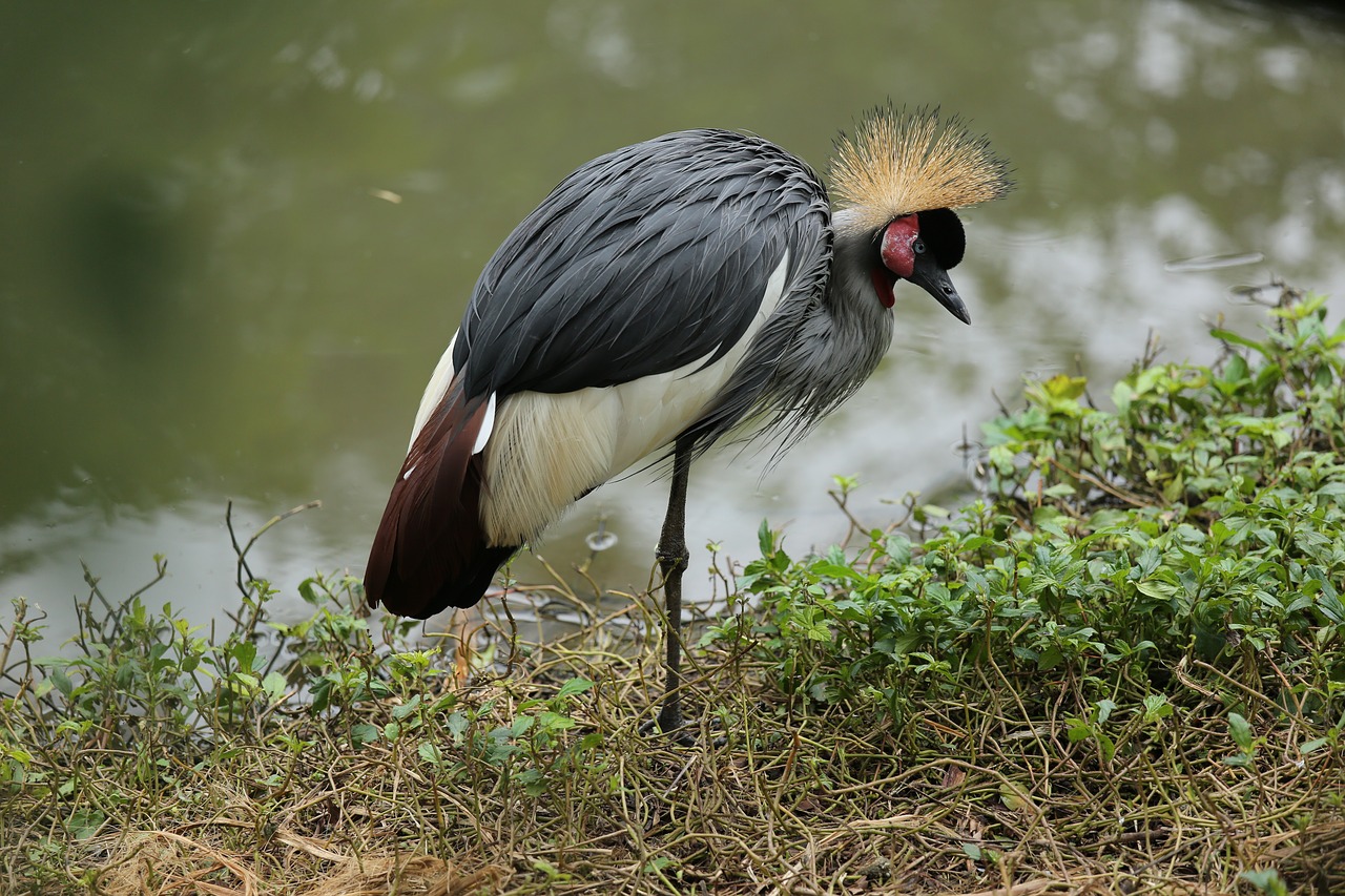 bird crane pet free photo