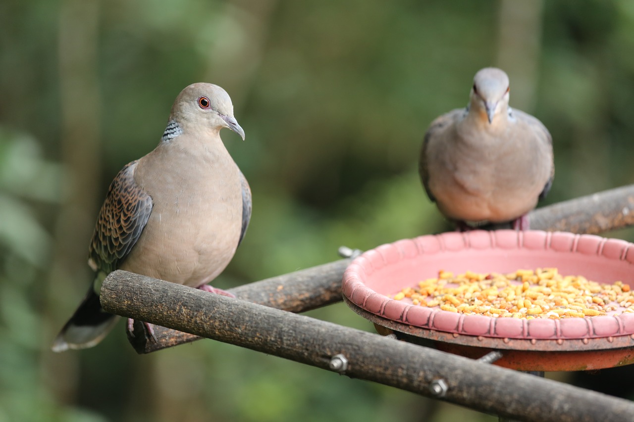 bird pigeon pet free photo