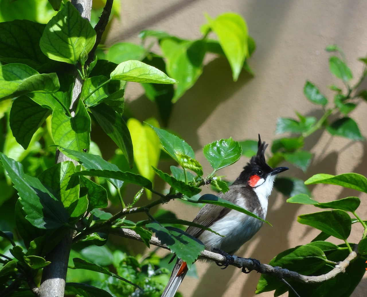 bird fly wings free photo