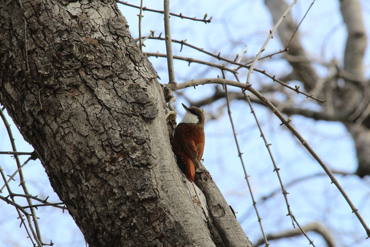 bird ave tree free photo