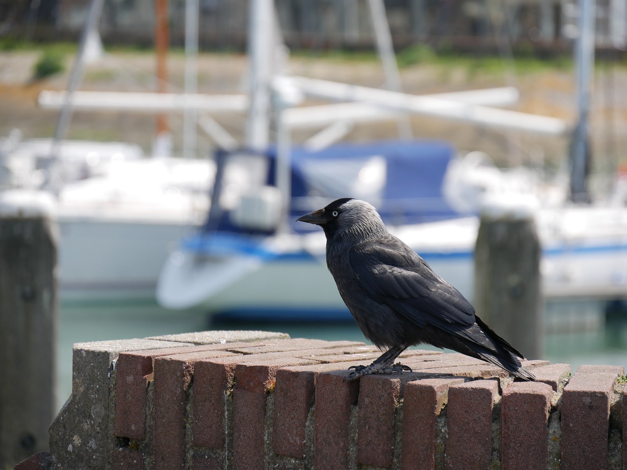 bird harbor water free photo