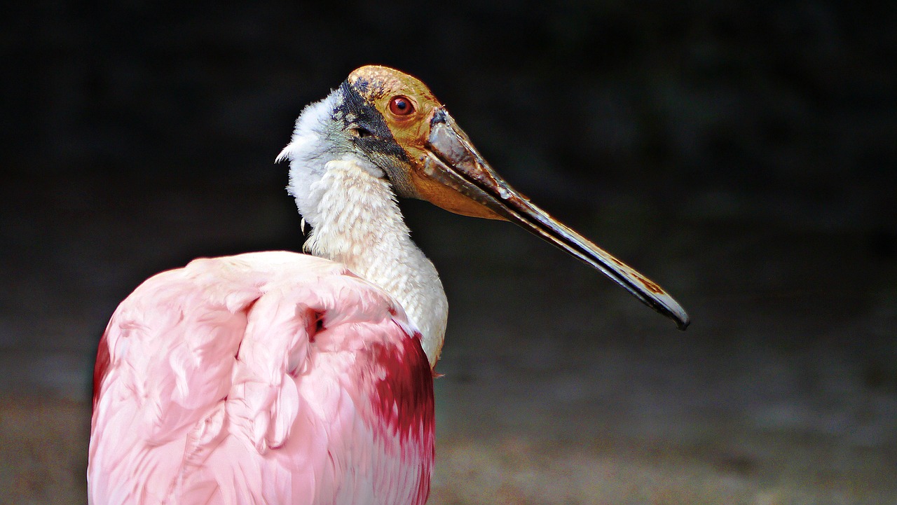 bird beak nature free photo