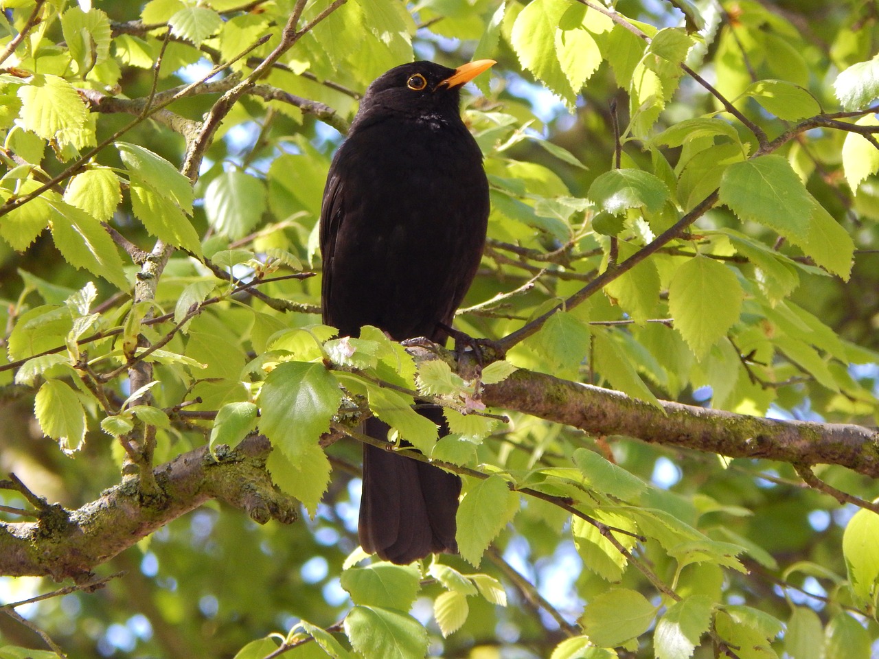 bird blackbird tree free photo