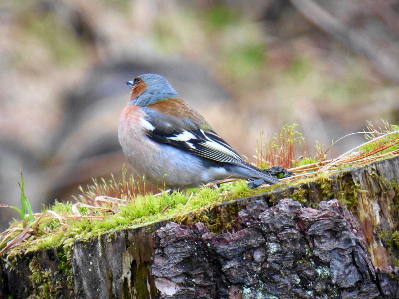 bird pník nature free photo