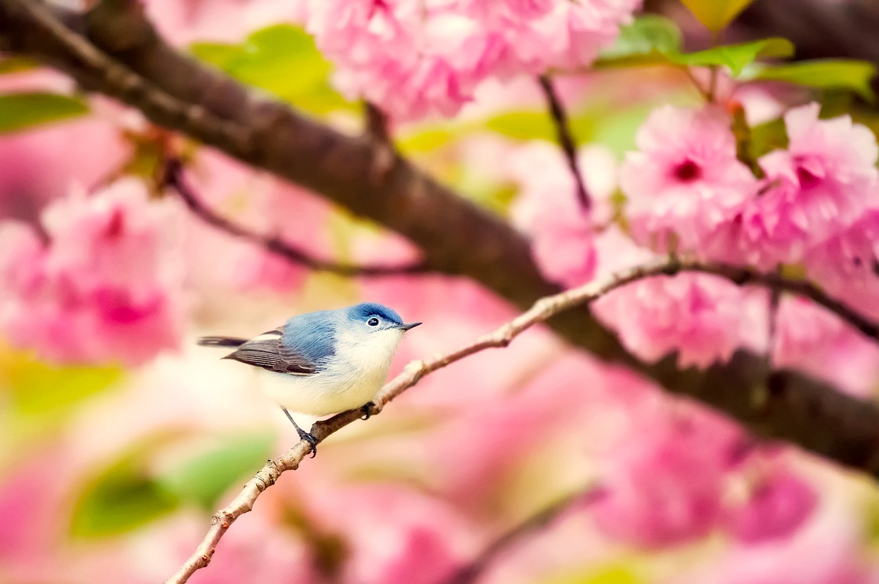 bird wildlife flowers free photo