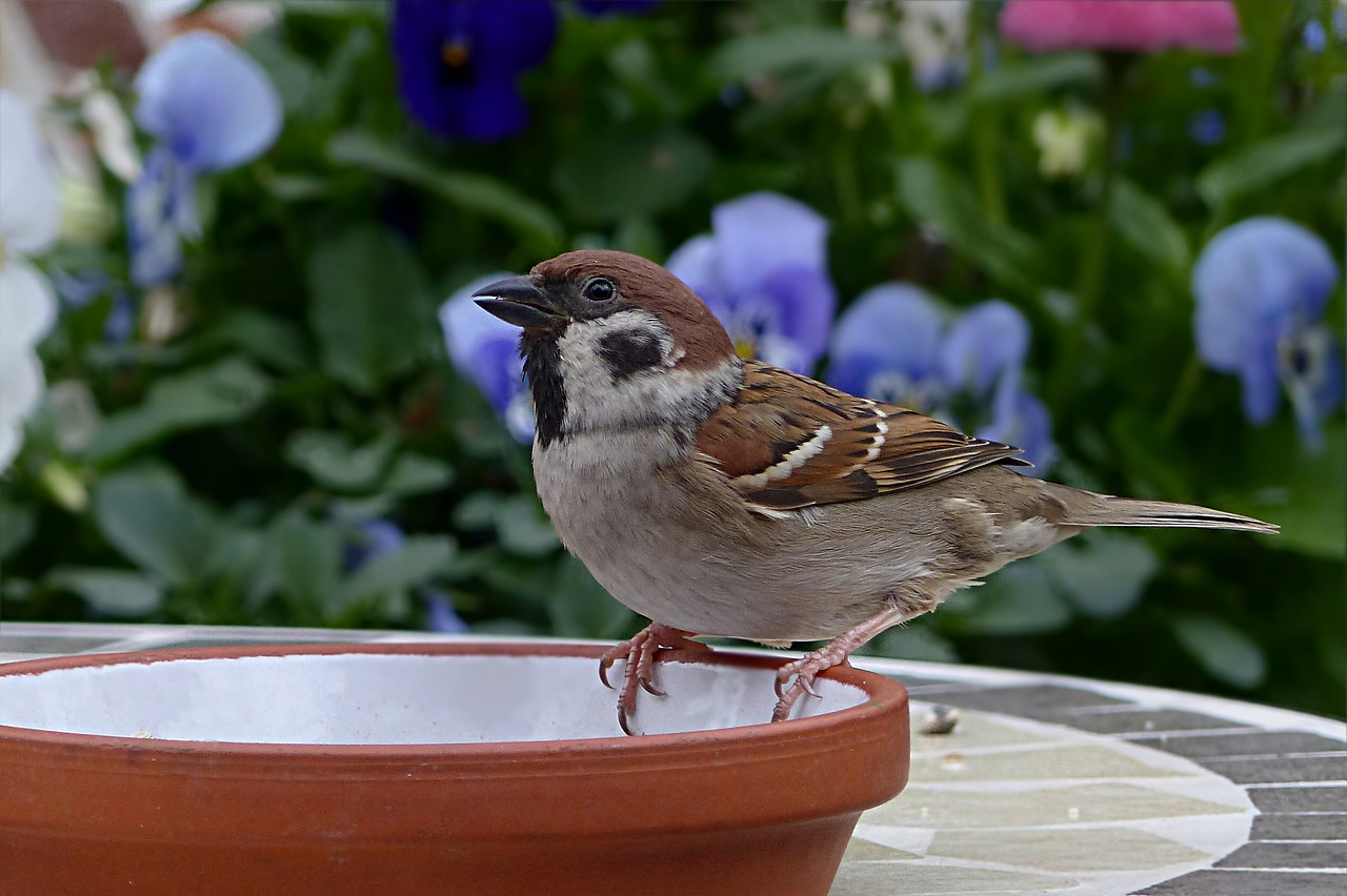bird sparrow sperling free photo