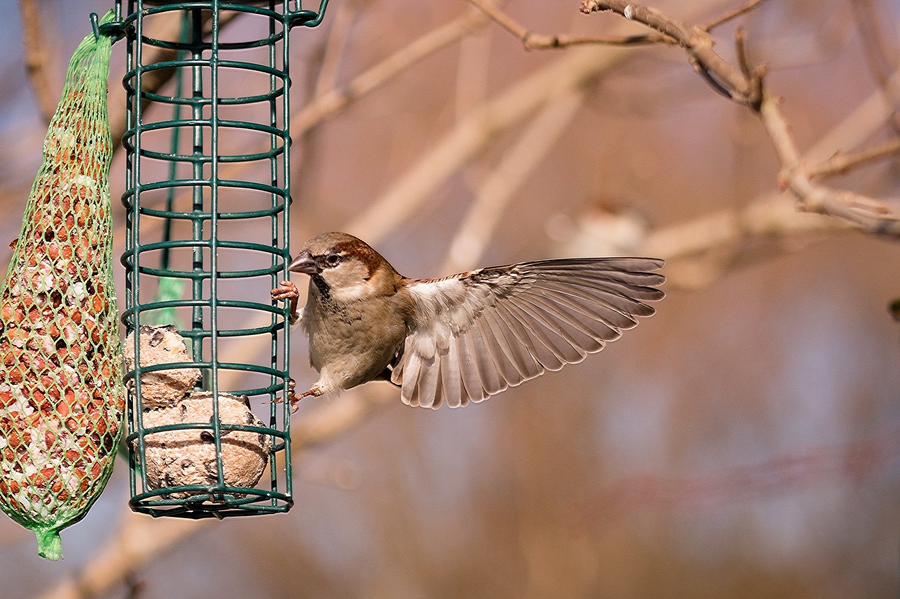 bird sparrow sperling free photo