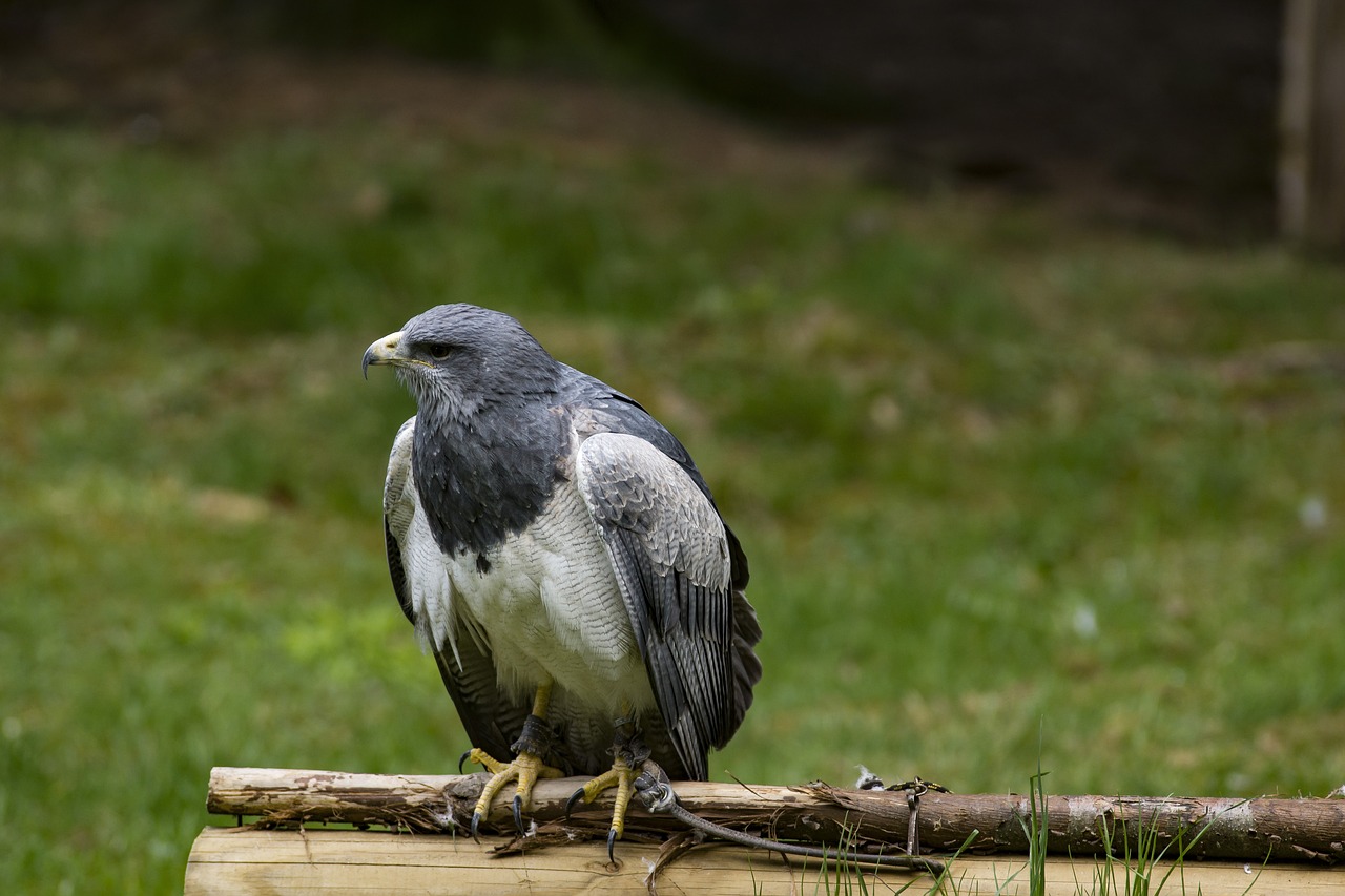 bird raptor buzzard free photo