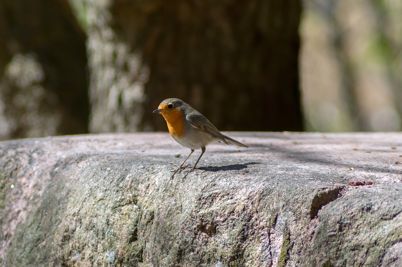 bird robin nature free photo