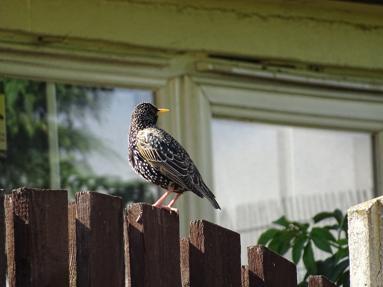 bird starling wildlife free photo