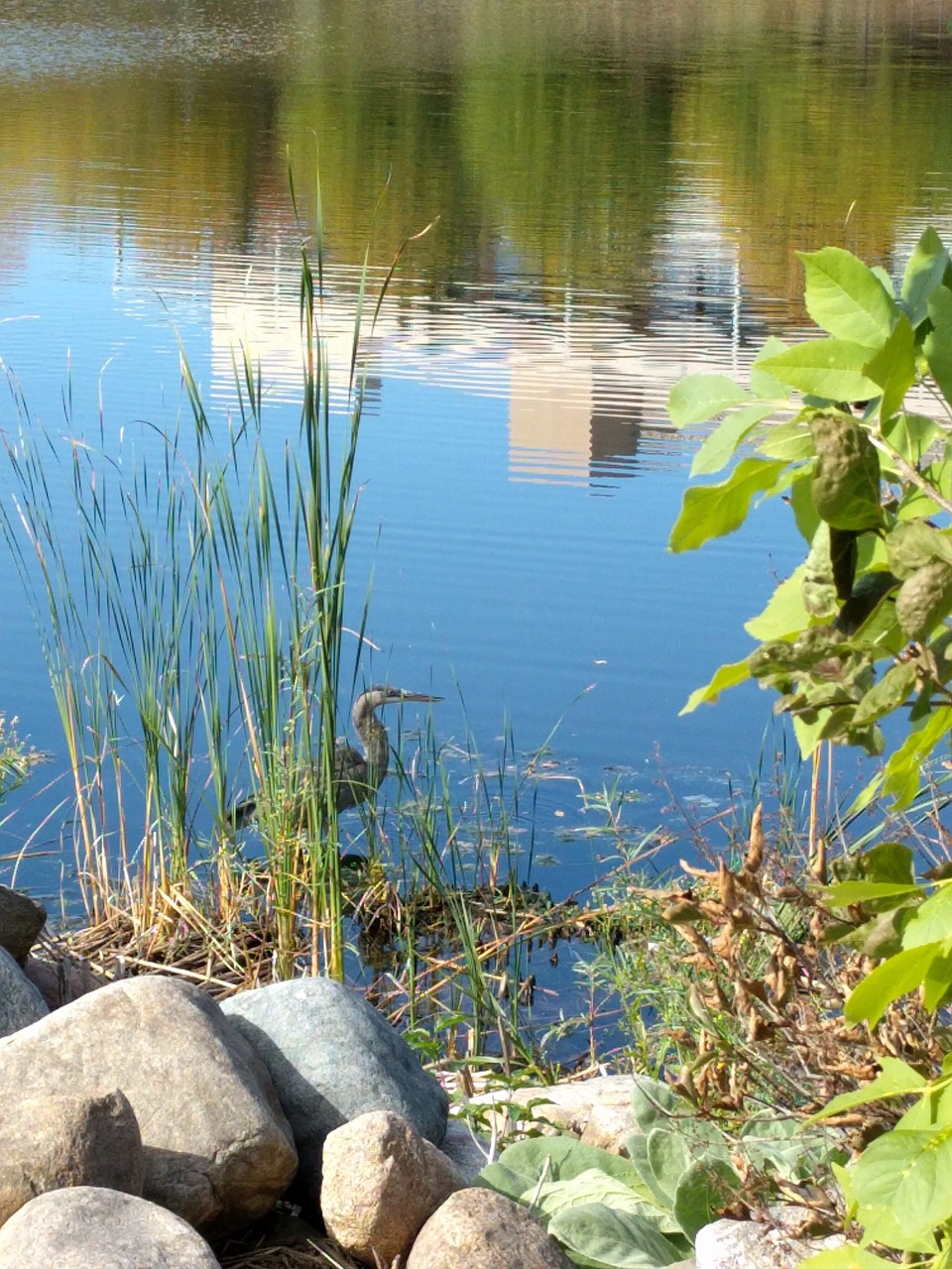 bird crane lake free photo