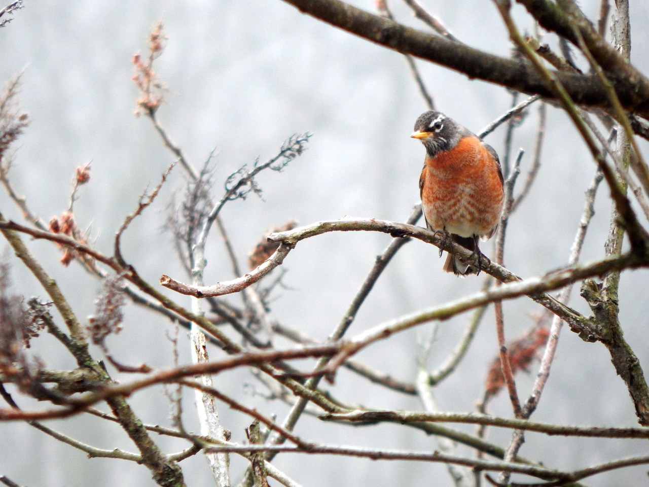 bird robin female free photo