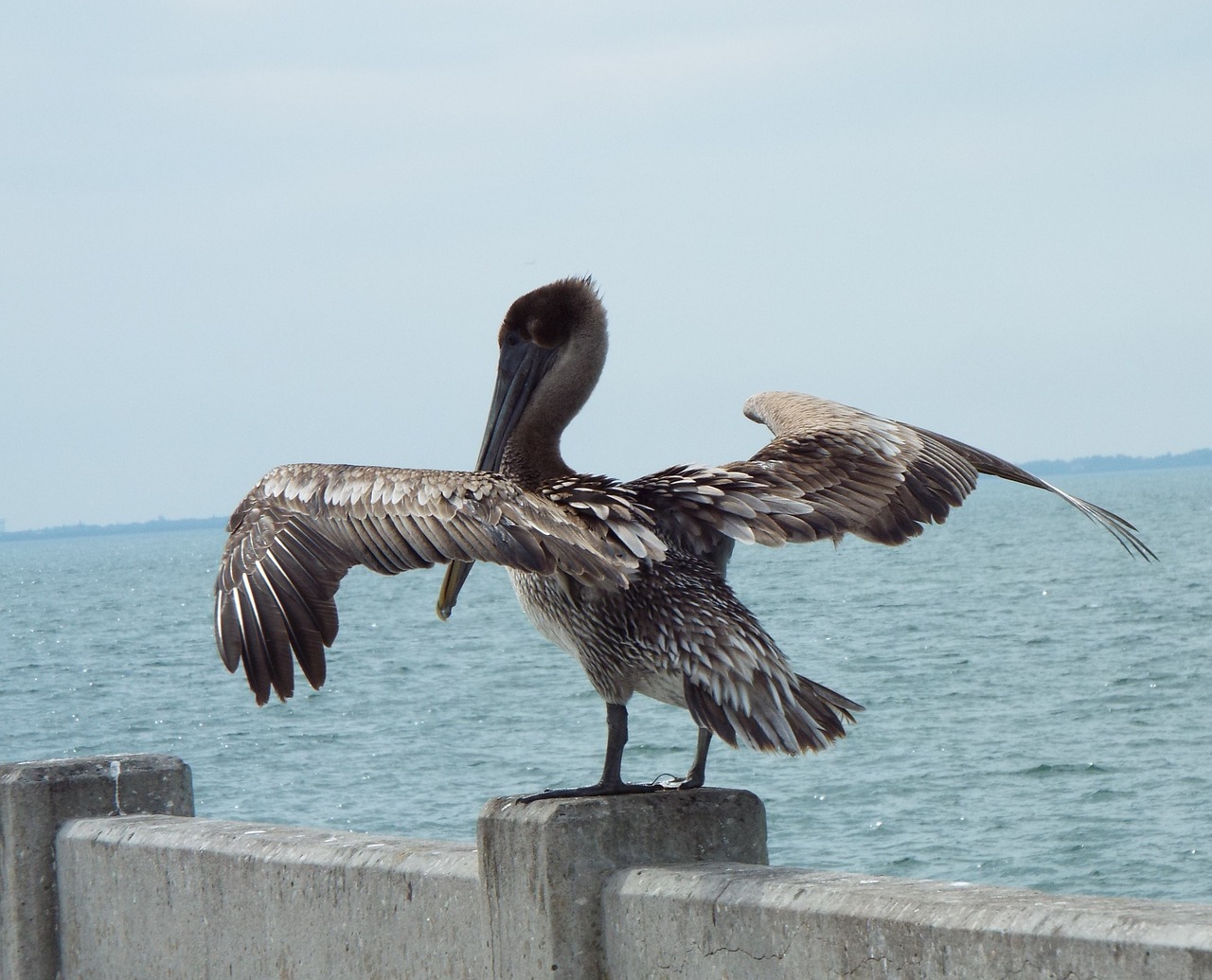 bird feather nature free photo