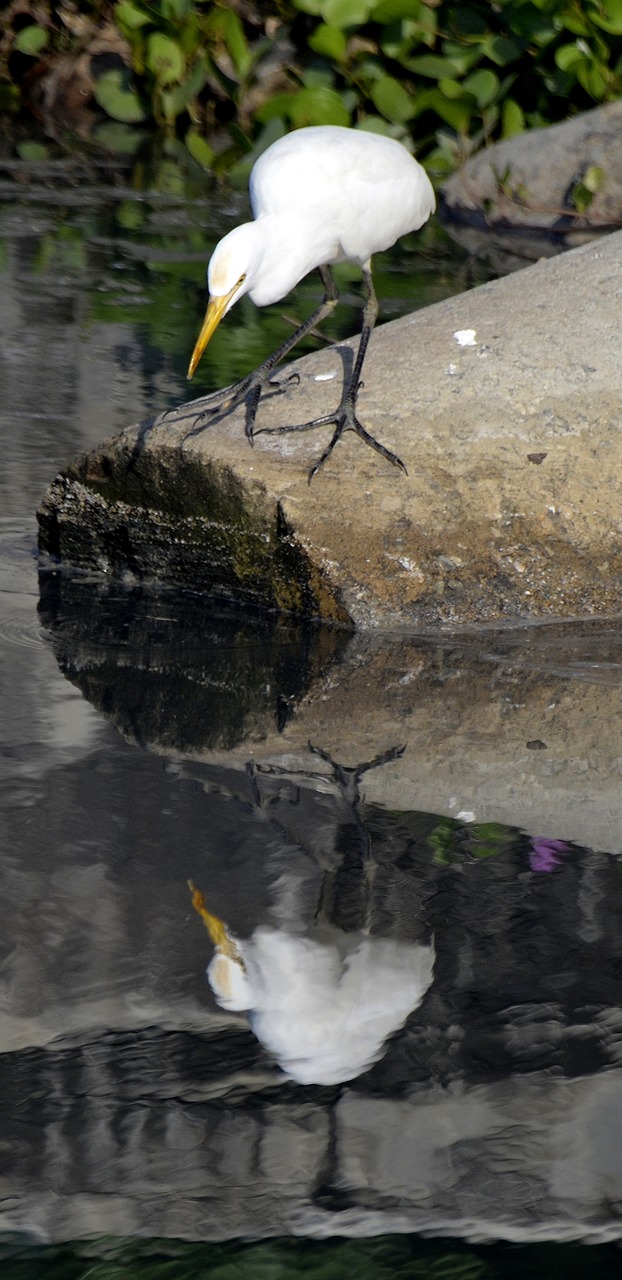 bird reflection lake free photo