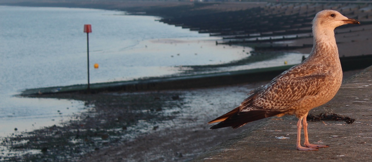 bird sea beach free photo