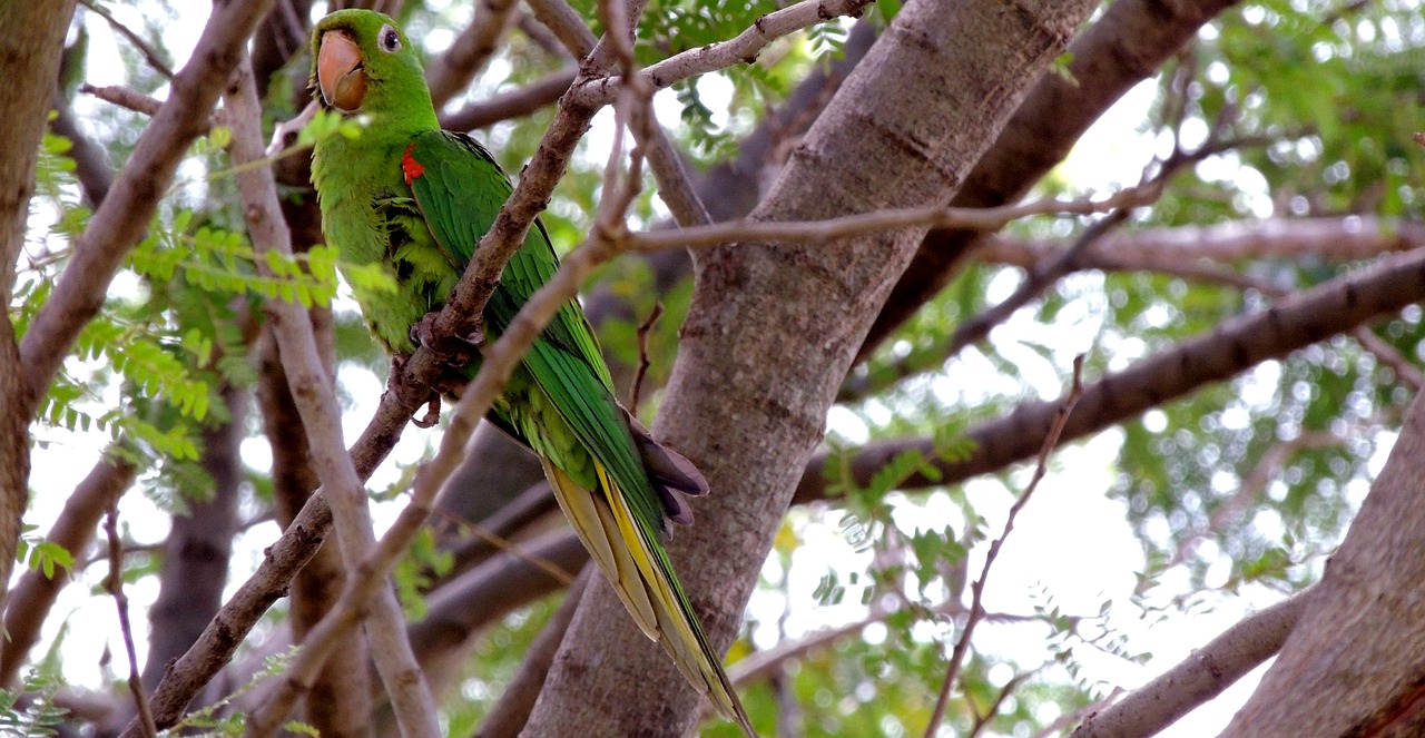 bird parrot nature free photo