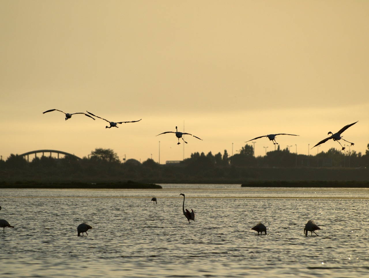 bird pink flemish marsh free photo