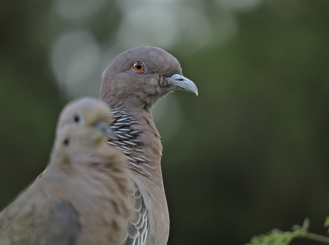 bird dove nature free photo