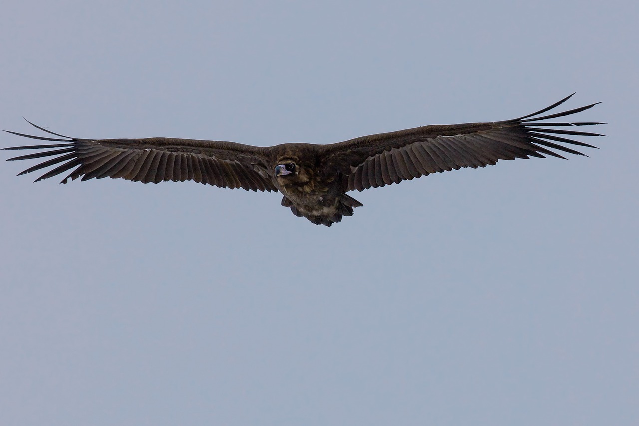 bird black vulture flight free photo