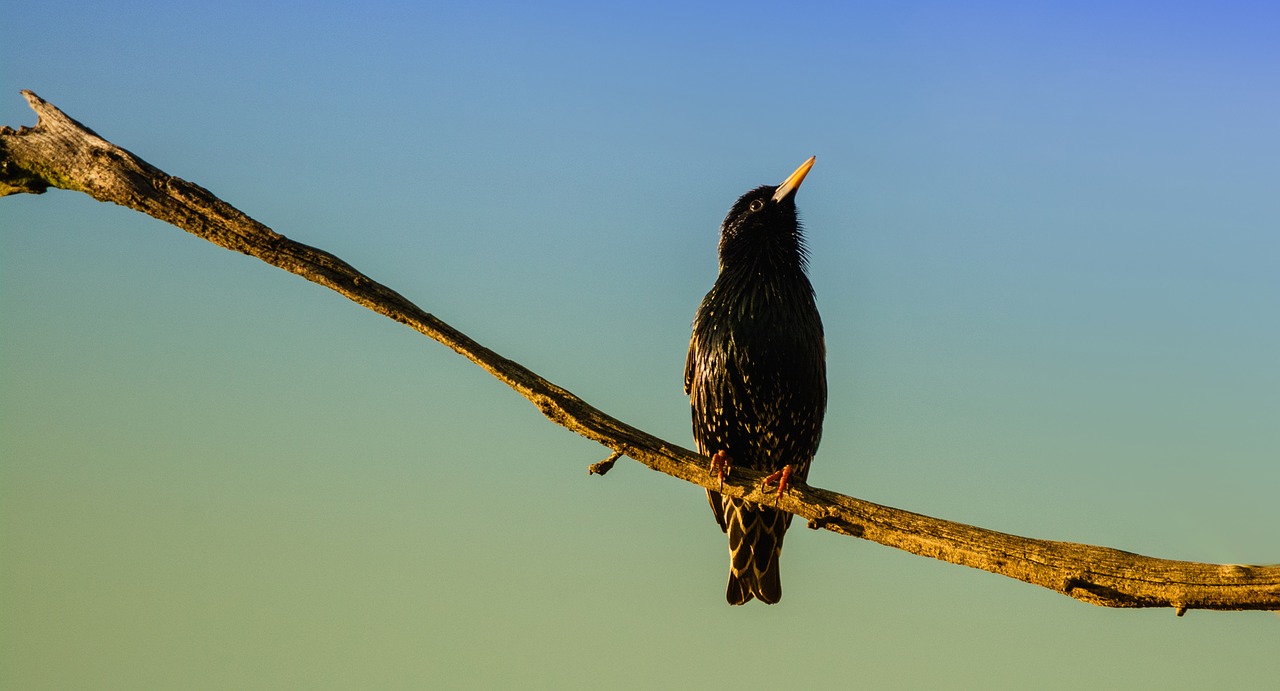 bird branch tree free photo