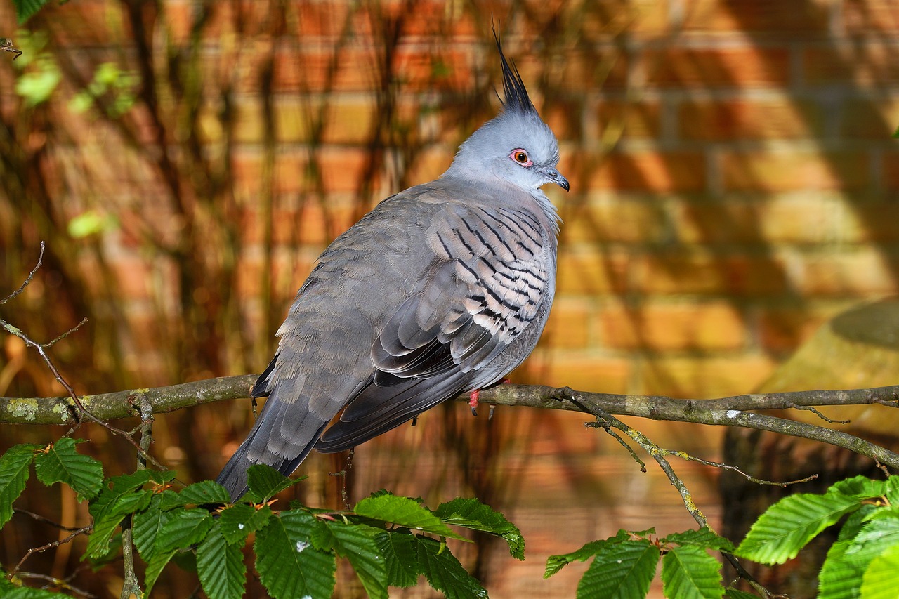 bird dove petite free photo