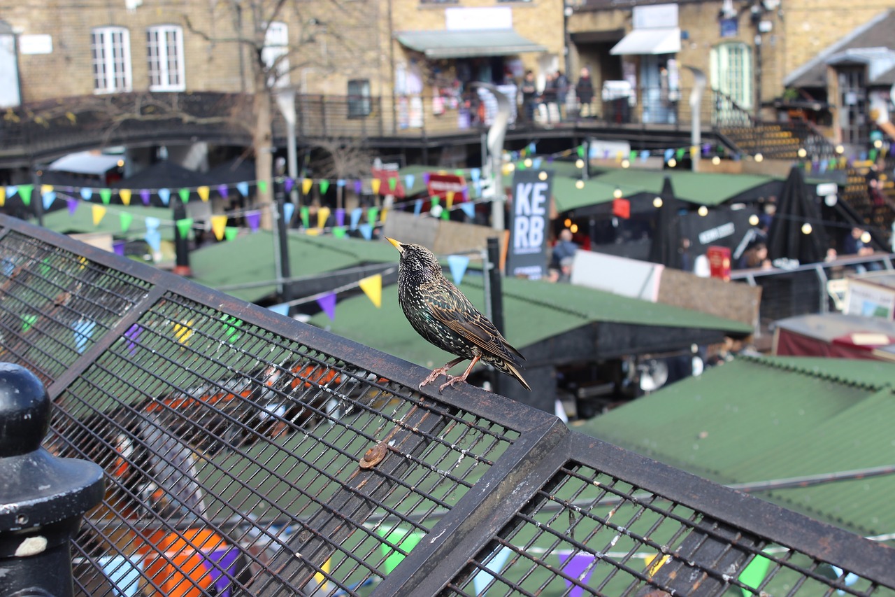 bird candem town london free photo