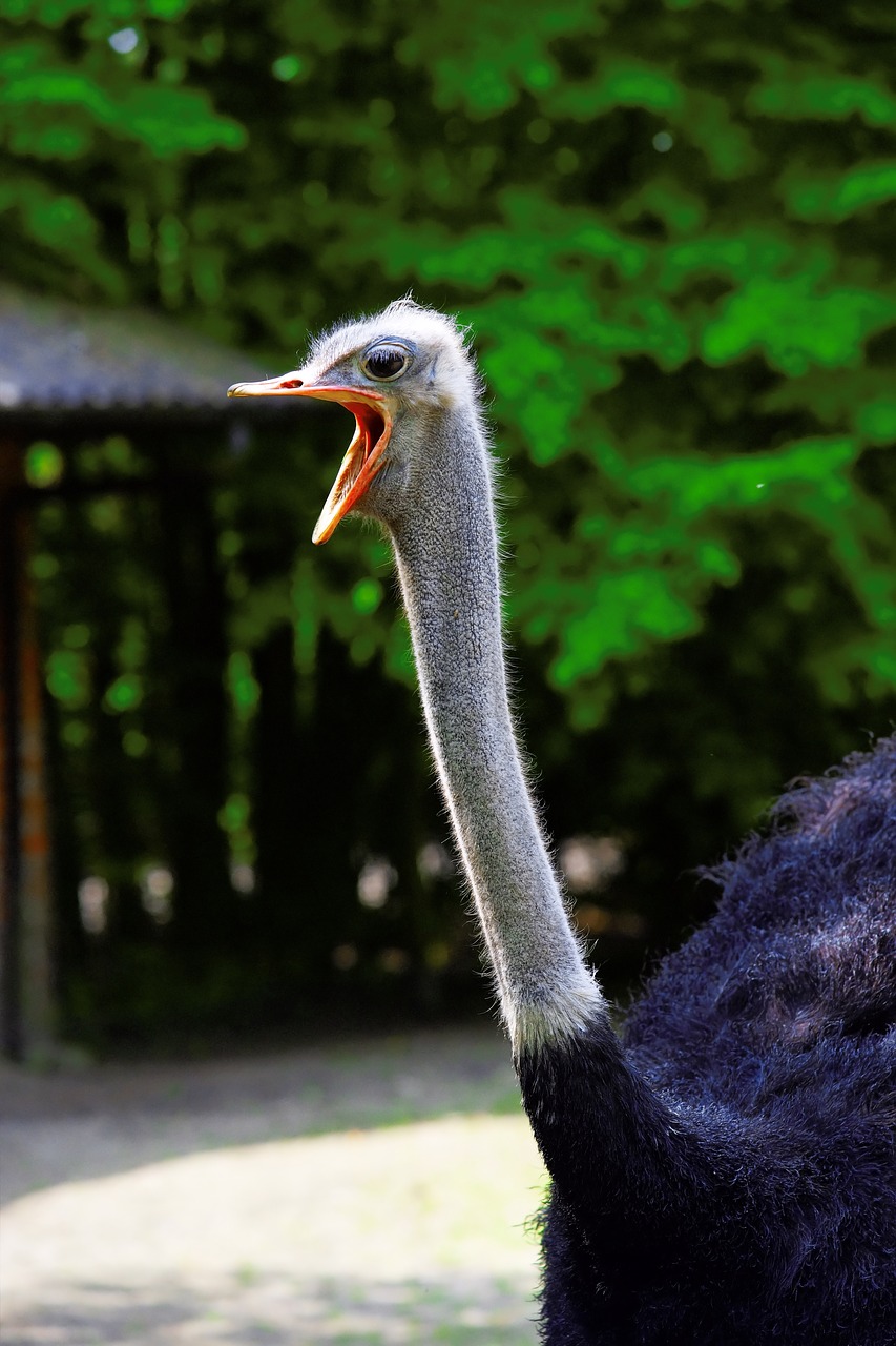 bird flightless bird bouquet free photo