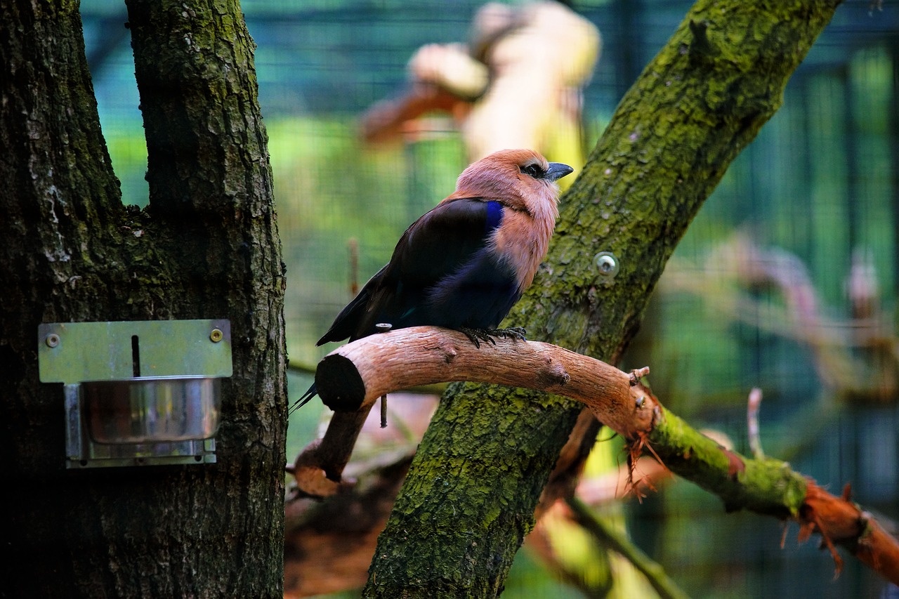 bird aviary cage free photo