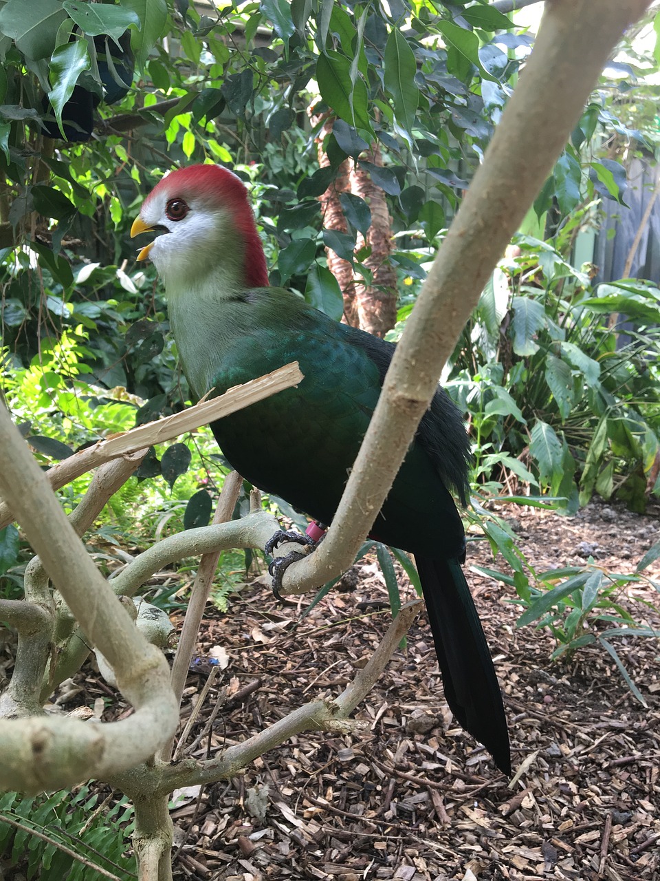 bird exotic tropical free photo