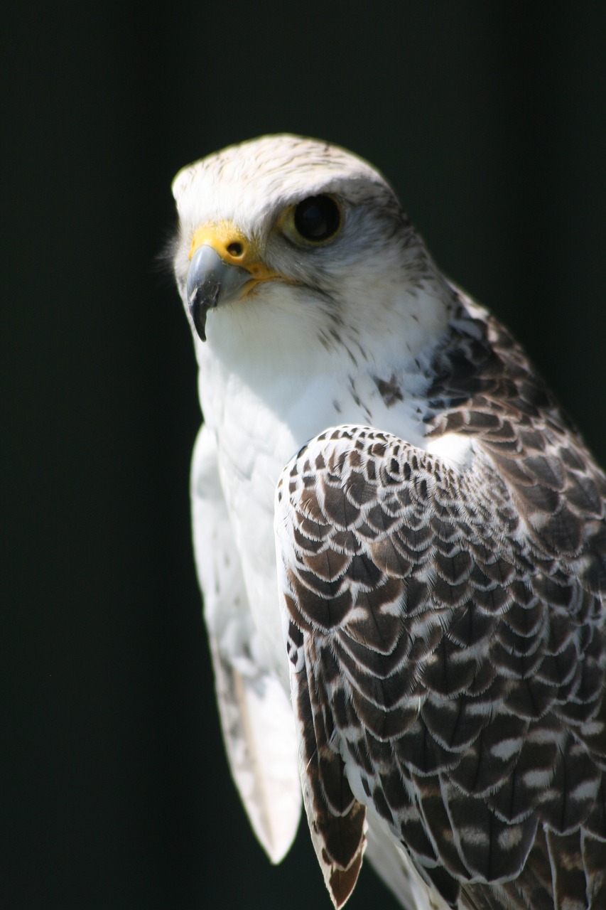 bird prey beak free photo