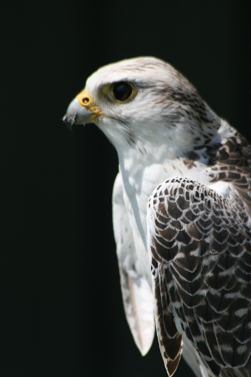 bird prey beak free photo