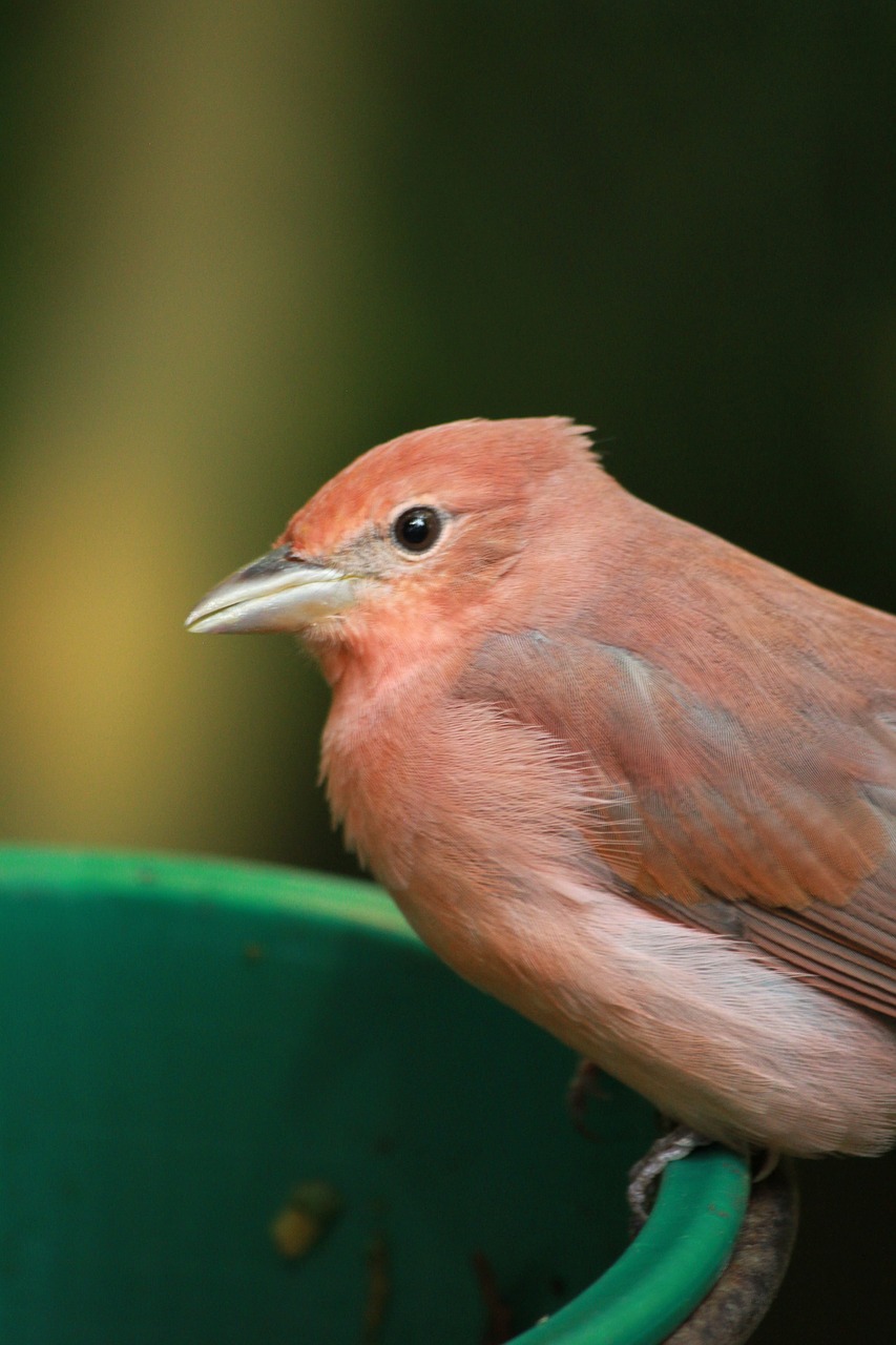 bird pink bird close up free photo