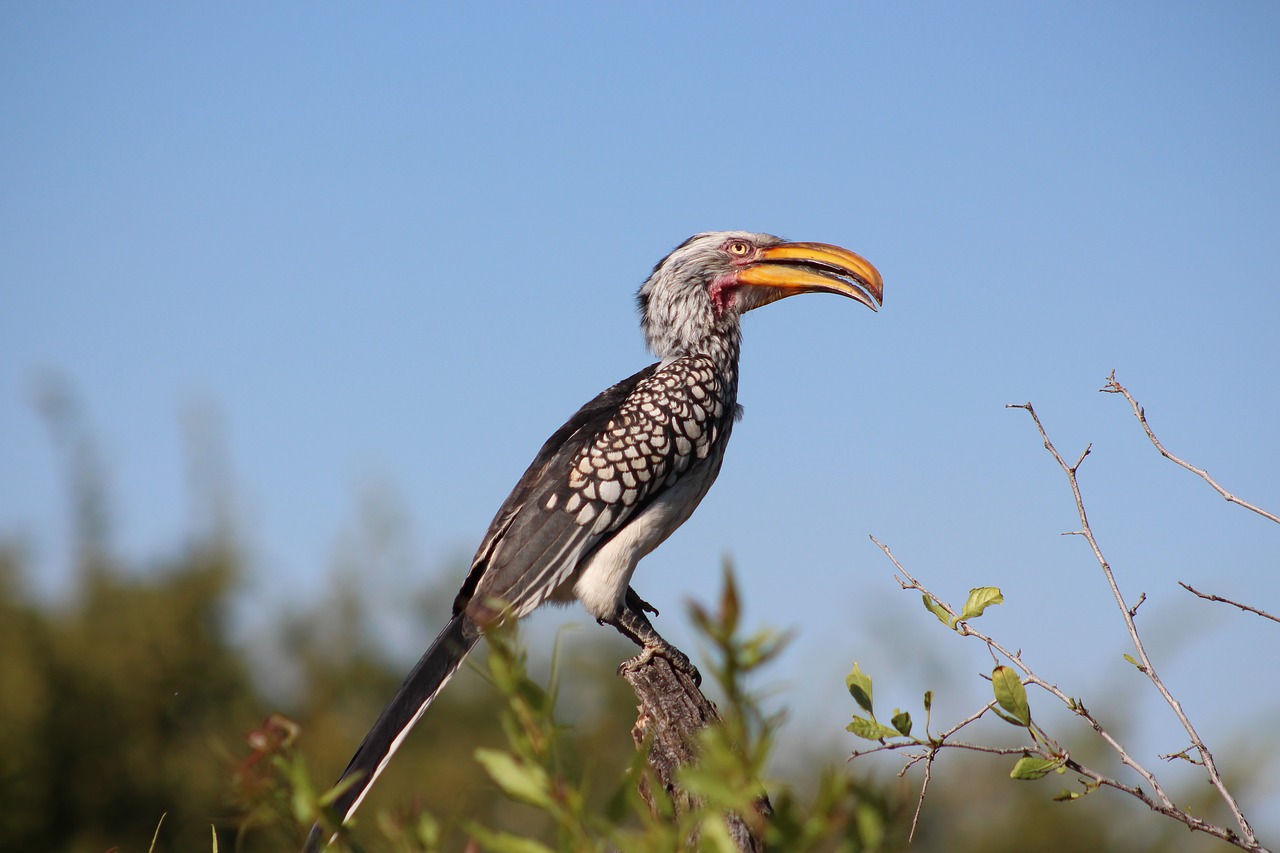 bird nature wildlife free photo