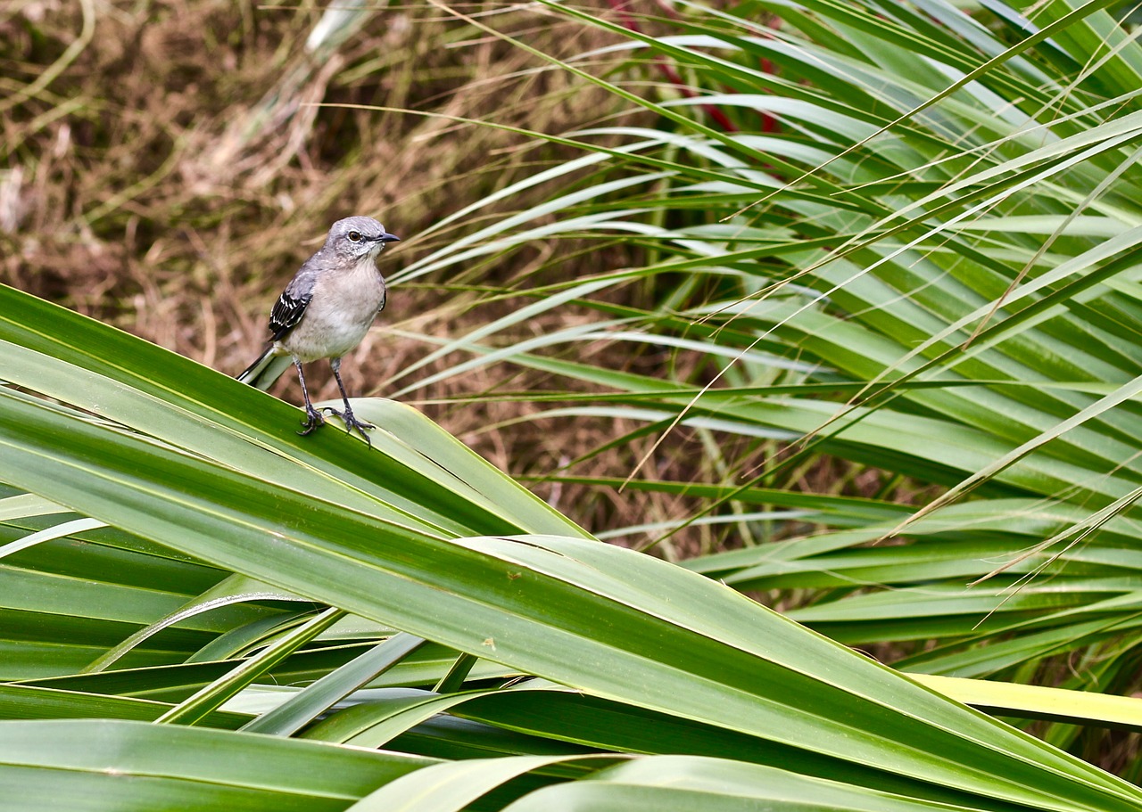 bird savannah united states free photo