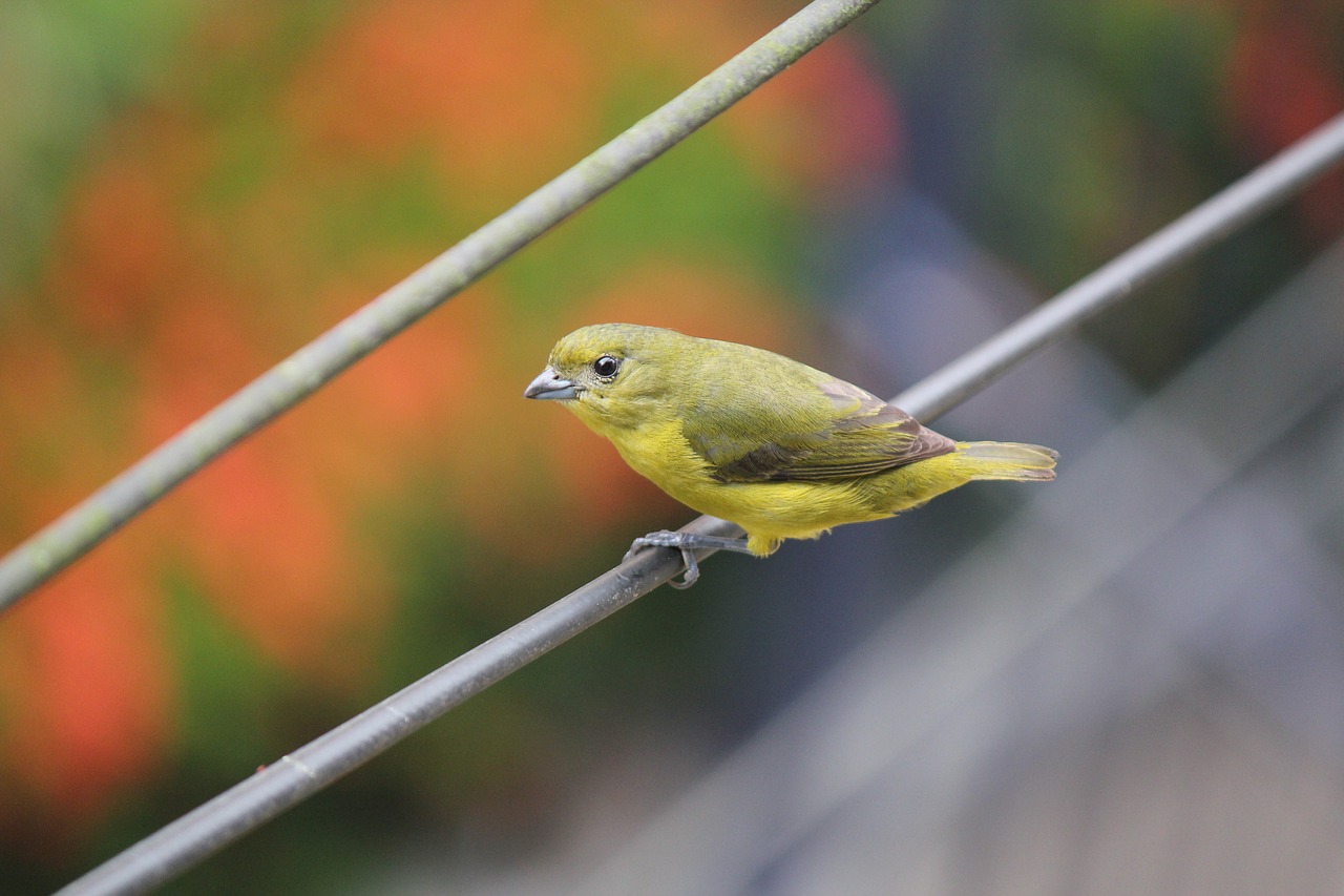 bird looking at yellow free photo