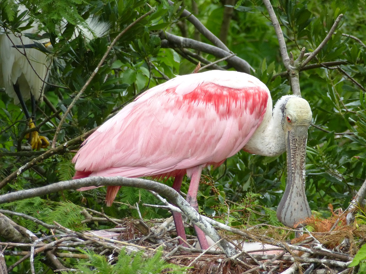 bird bill plumage free photo