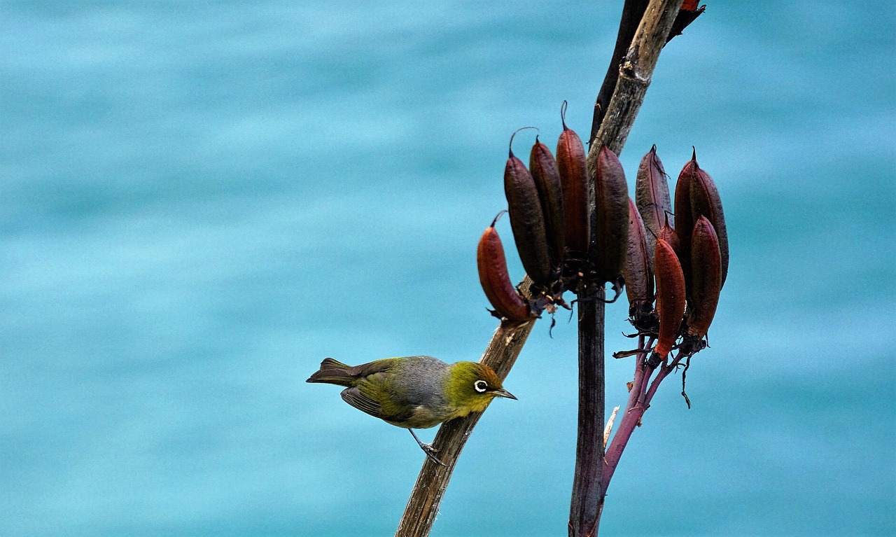 bird green blue free photo