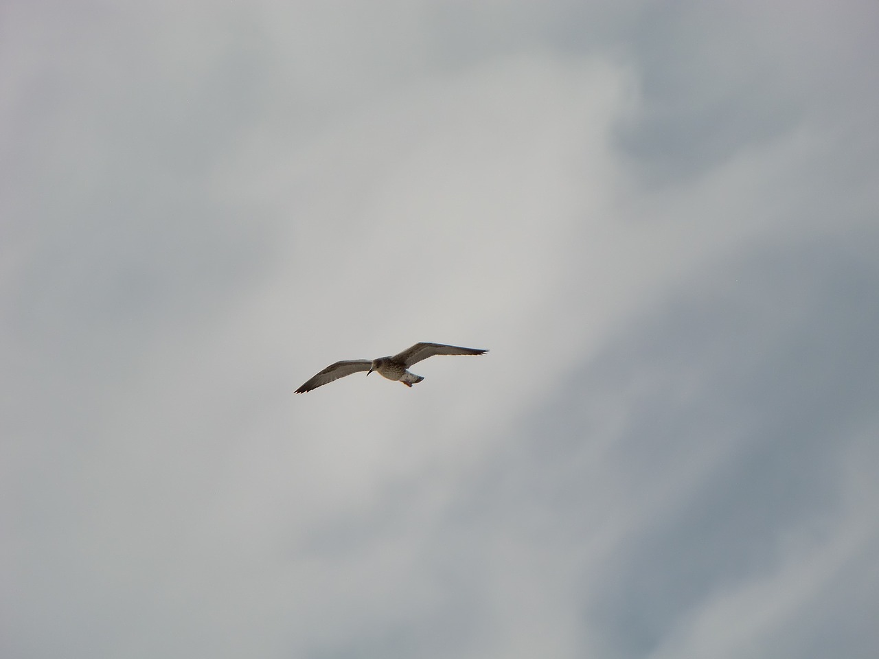 bird sky flight free photo