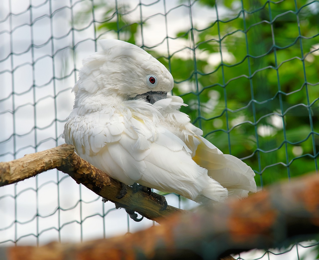 bird cockatoo white free photo