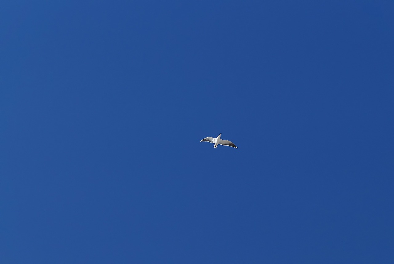 bird seagull ocean free photo