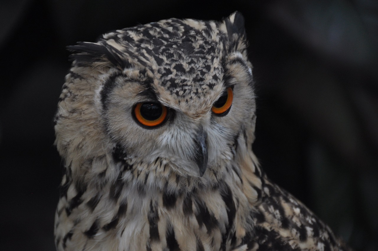 bird owl creatures free photo