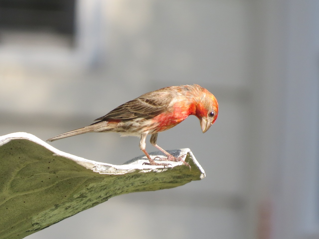 bird colorful wildlife free photo