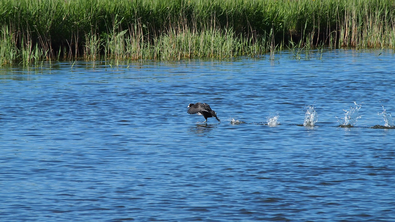 bird water netherlands free photo