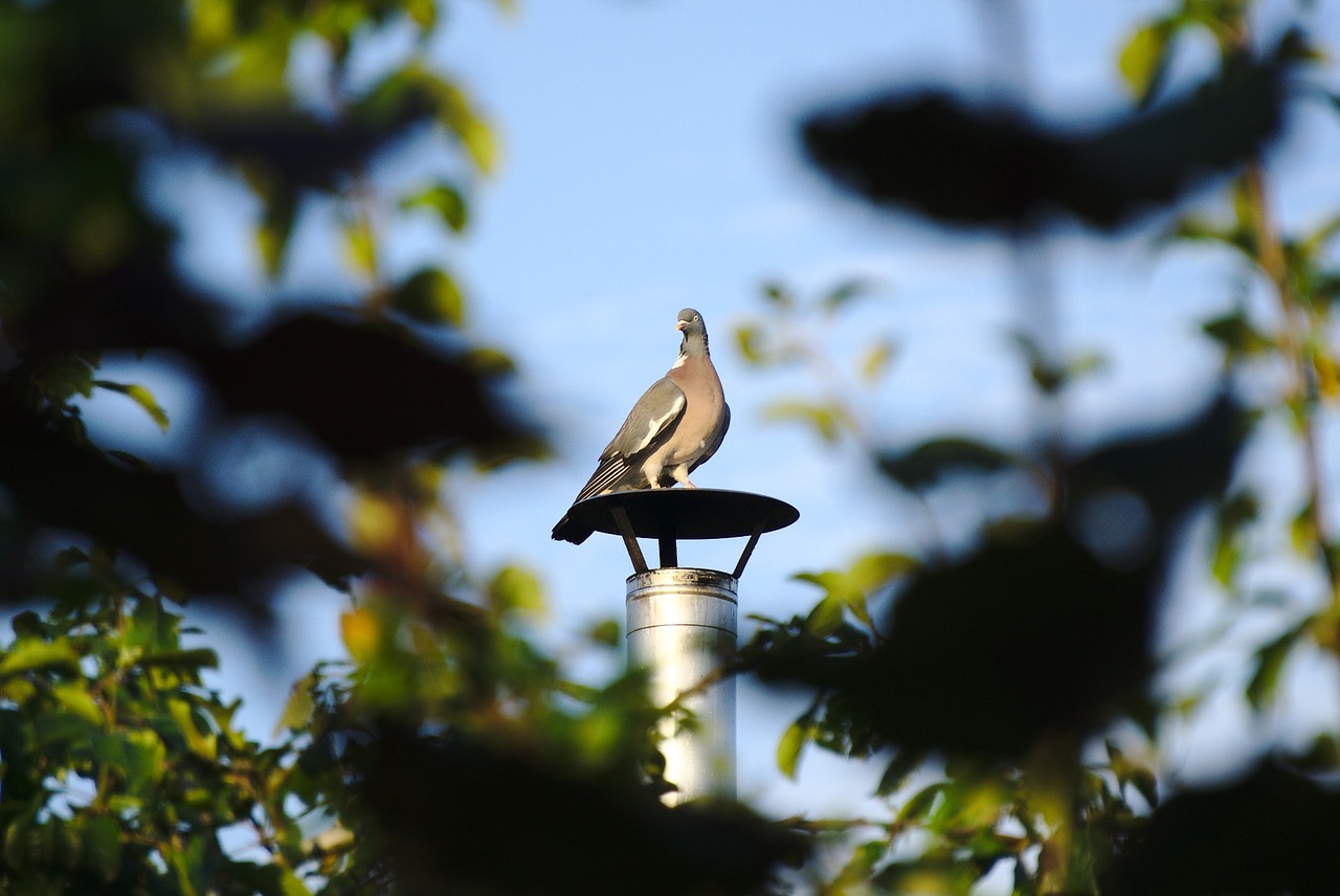 bird dove pigeon free photo