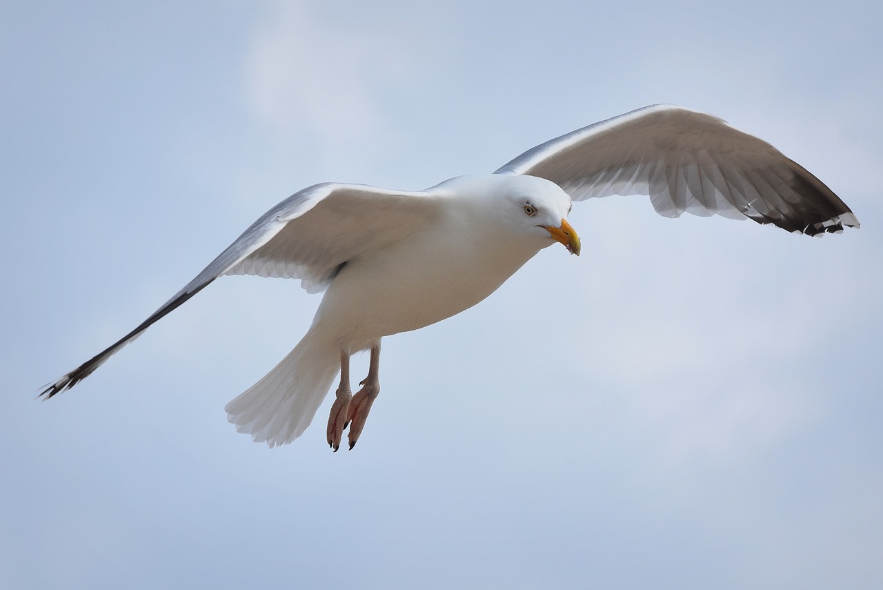 bird seagull nature free photo