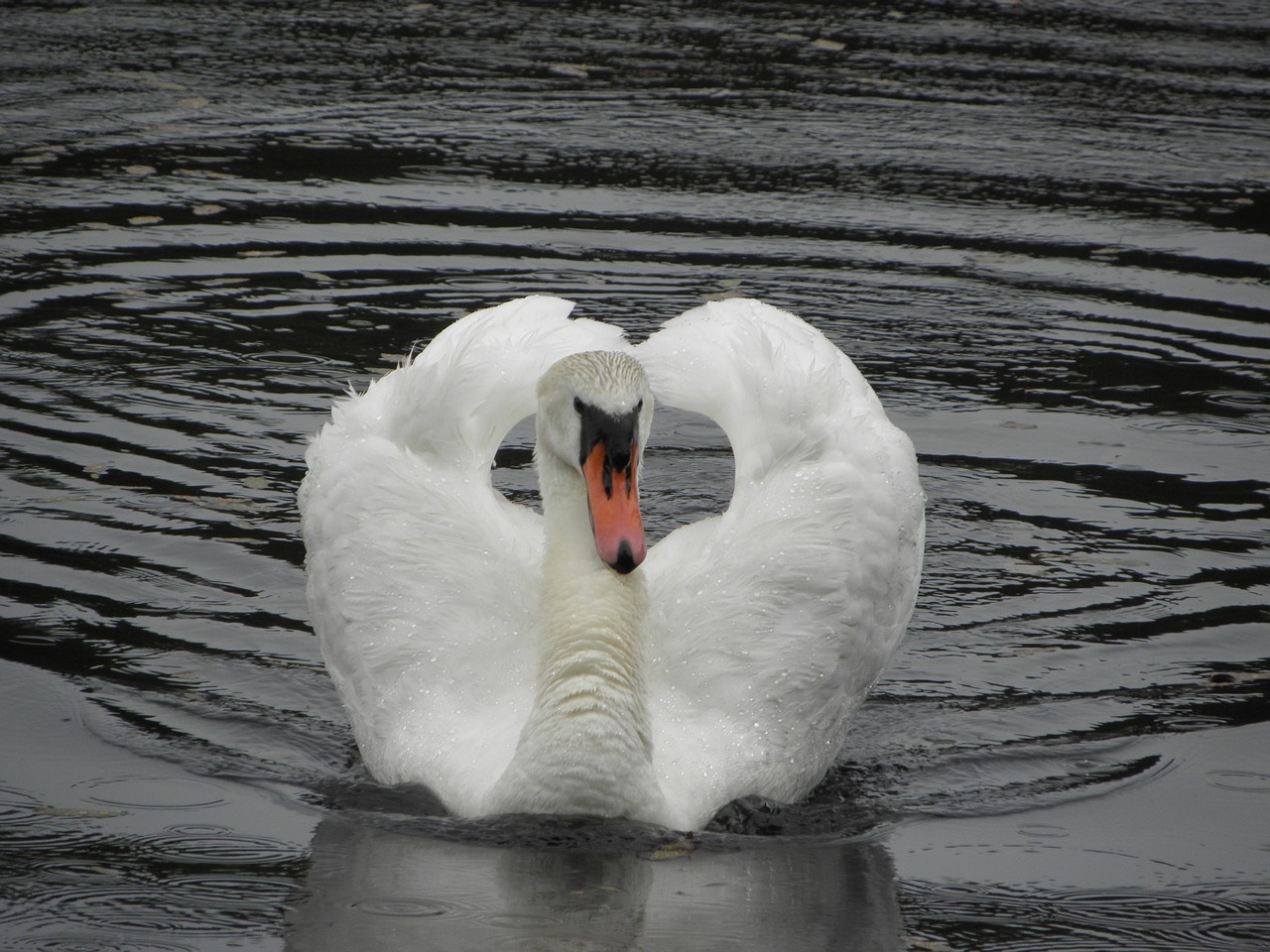 bird swan lake free photo