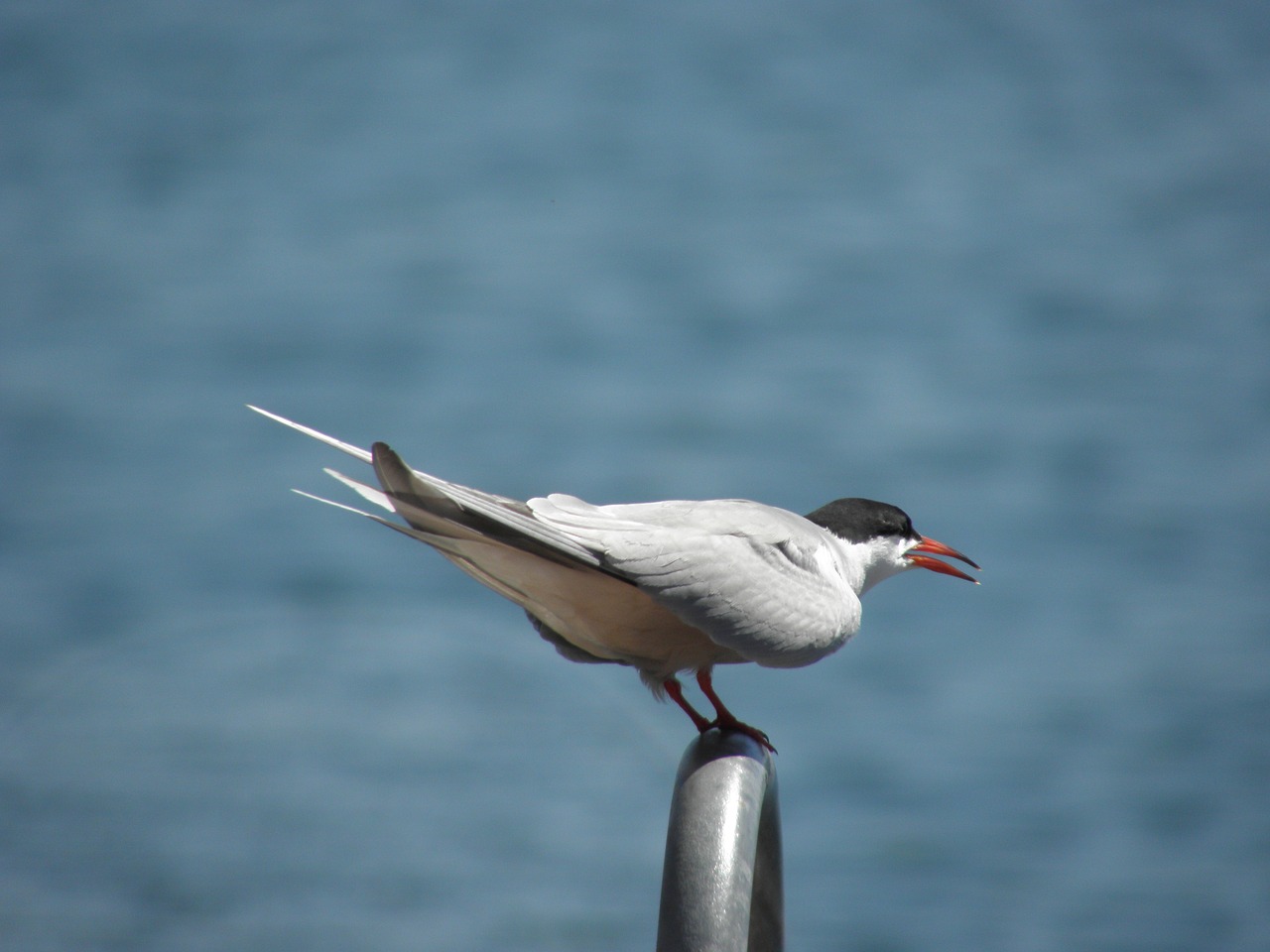 bird tern nature free photo