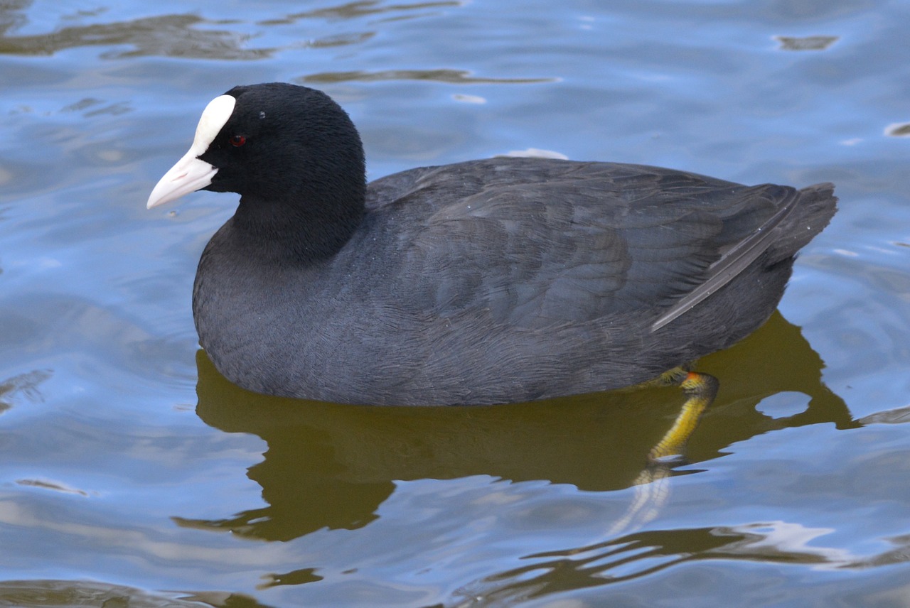 bird waterfowl animal free photo