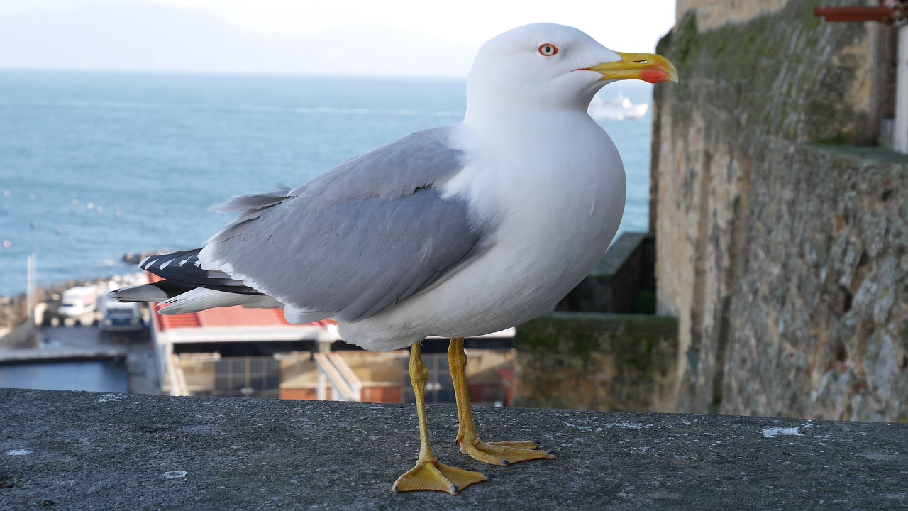 bird seagull naples free photo