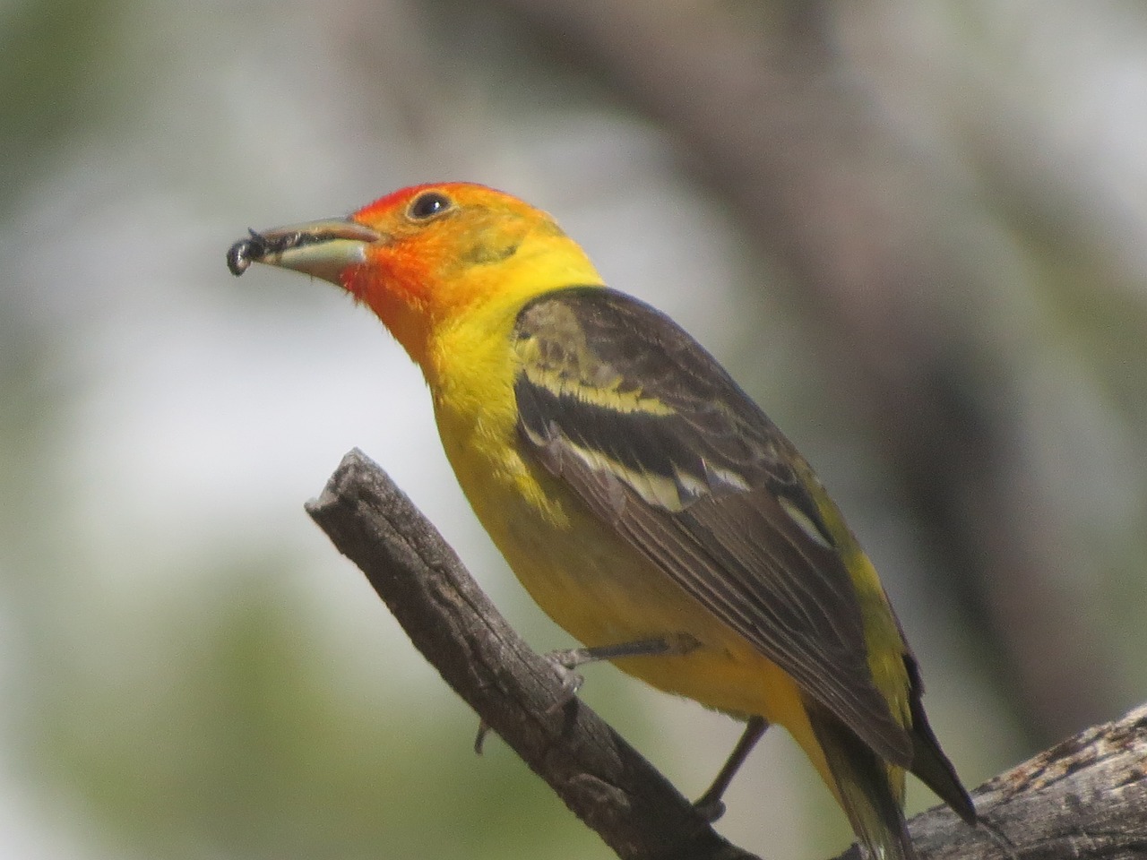 bird colorful wildlife free photo